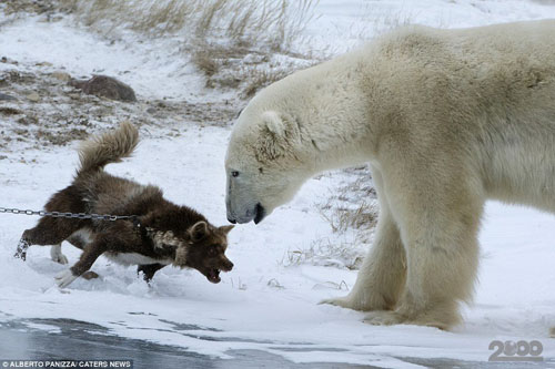 Собака атакует белого медведя 4